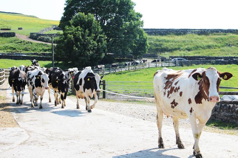 Fernydale Farm Bed & Breakfast Earl Sterndale Esterno foto